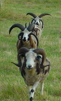Jacob Sheep rams