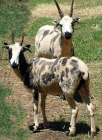 Jacob Sheep ewe
