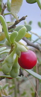 boxthorn fruit